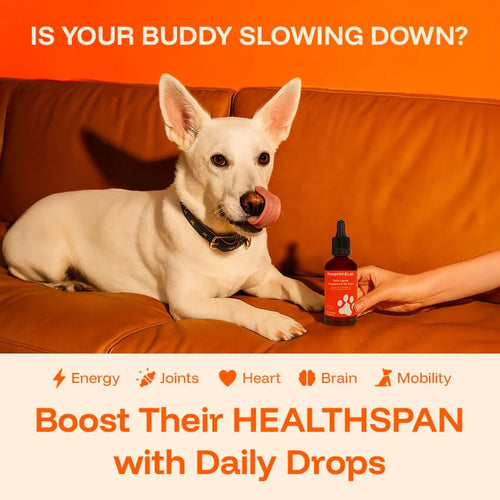 PawPerimeter Daily Longevity Drops — NAD+ & NMN