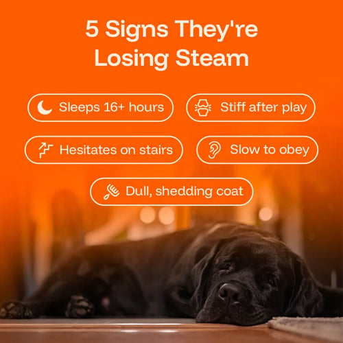 PawPerimeter Daily Longevity Drops — NAD+ & NMN