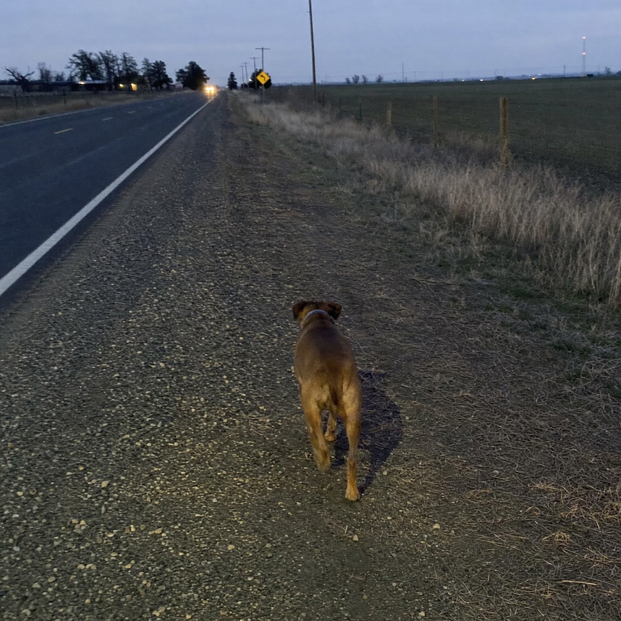 A dog walking alone on the shoulder of a rural road at dusk